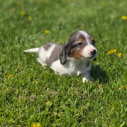 Colt - Dapple male Dachshund puppy in Elma, Iowa from Iowa Dachshunds