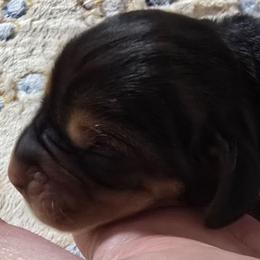 2 purple collar - Black and brown male Basset Hound puppy in Moore, Oklahoma from Boomer Basset Hound Babies