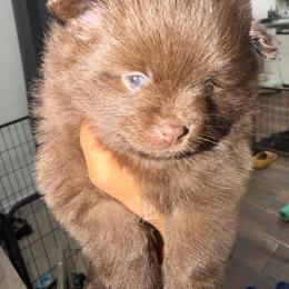 Cinnamon - Chocolate female Pomeranian puppy in Moody, Texas from Luxury Pets of Central Texas