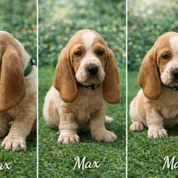 Max - Red and white male Basset Hound puppy in Manorville, New York from Lil Family Farm