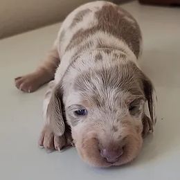 Dachshund Puppies from Dixie Doxies