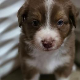 Cupid - Red tri-color male Australian Shepherd puppy in Smithfield, Utah from Invictus Farms