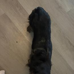 Dachshund All Grown Up from Whiskey Creek Dachshunds