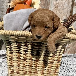 German Shorthaired Pointer and Labradoodle Puppies from Faddis Family Farms