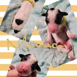 Poodle Puppies from Princetin Poodles