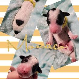 Poodle Puppies from Princetin Poodles