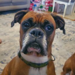 Daisy - Boxer