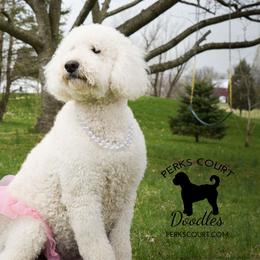 Zoe - Goldendoodle