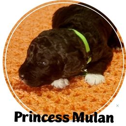 Goldendoodle Puppies from Magical Goldendoodles of Pioneer Valley, MA