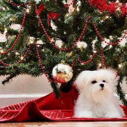 Maltese Puppies from Leona's Maltese