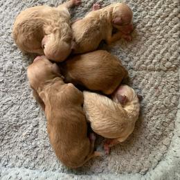 Boy 1 - Apricot male Goldendoodle puppy in Haddam, Kansas from Golden B Acres