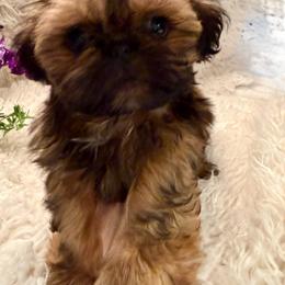Flynn - Red male Shih Tzu puppy in Ann Arbor, Michigan from LuLu’s Shih Tzu’s of Michigan