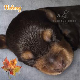 Dachshund Puppies from Buck Run Creek Dachshunds