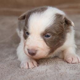 Calera - AKC Reg - Lilac female Border Collie puppy in Courtland, Alabama from C Bar C Ranch Border Collies