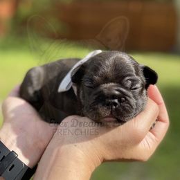 French Bulldog Puppies from Ever Dream Frenchies