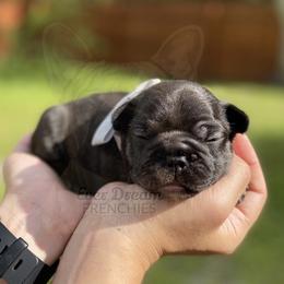 French Bulldog Puppies from Ever Dream Frenchies