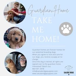Guardian home female- red collar - Golden female Golden Retriever puppy in Piedmont, South Carolina from The Farm at Saluda Ridge