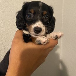 Dachshund Puppies from Ripon Dachshunds