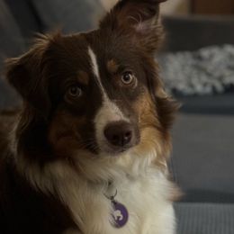Ellie - Miniature Australian Shepherd