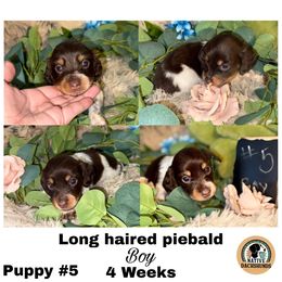 Boy 5 - Piebald male Dachshund puppy in Broken Arrow, Oklahoma from Native Dachshunds