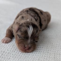 Boy 1 - Red merle male Australian Shepherd puppy in Yakima, Washington from Naches Heights Ranch