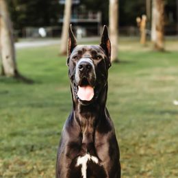 Buca - Great Dane