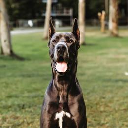 Buca - Great Dane