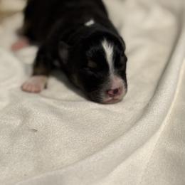 Black Tri Male - Black tri male Toy Australian Shepherd puppy in Brashear, Texas from Double R farms