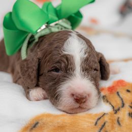 Green Collar Boy - Chocolate male Australian Labradoodle puppy in Statesville, North Carolina from Rose Cottage Labradoodles