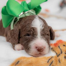Green Collar Boy - Chocolate male Australian Labradoodle puppy in Statesville, North Carolina from Rose Cottage Labradoodles