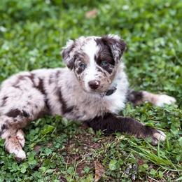 Australian Shepherd puppies from REKN’ Kennel Aussies