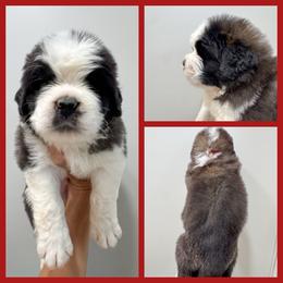 Red - Mahogany and white male Saint Bernard puppy in Ladysmith, Wisconsin from Northwoods Saint Bernards