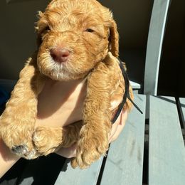 Rolo - Goldendoodle puppy from DogHouse Doodles