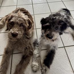 Bordoodle and Labradoodle Puppies from Howdy Doodles