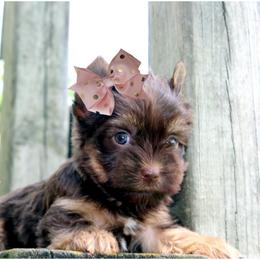 Cookie - Chocolate and tan female Yorkshire Terrier puppy in Warren, Michigan from Danielle's Yorkie Babies