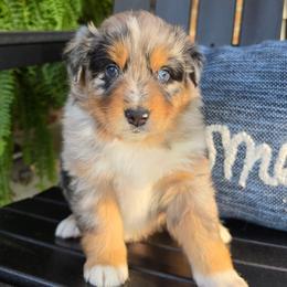 Australian Shepherd puppies from S.I. Aussie