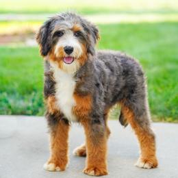 Gaga (level 2 socialization program grad) - Blue merle female Bernedoodle puppy in Dundee, Ohio from Down Home Doodle