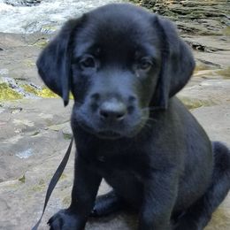 Labrador Retrievers from Magill's Labradors