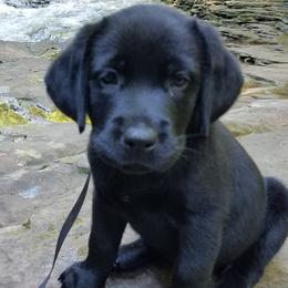 Labrador Retrievers from Magill's Labradors