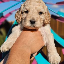 Fin - Cream male Cockapoo puppy in Indiahoma, Oklahoma from Phamily Doodles