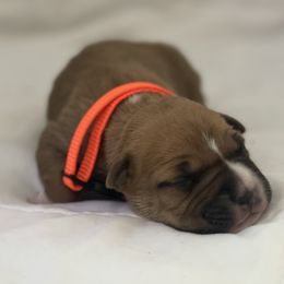 American Bully and American Staffordshire Terrier Puppies from American Dream Kennels