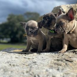 French Bulldog Puppies from Jasmine McMurtry