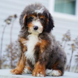Philip - Tri-color male Bernedoodle puppy in Dundee, Ohio from Down Home Doodle