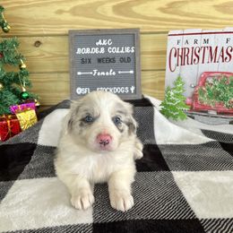 Border Collie Puppies from South Florida Stock Dogs