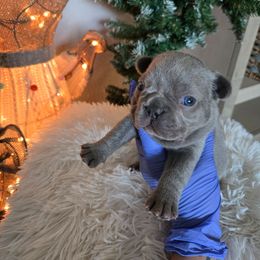Marshmallows - Blue male French Bulldog puppy in Lubbock, Texas from West Texas Dachshunds LLC