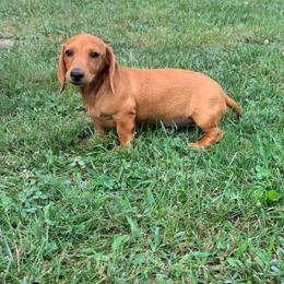 Waffles - Red female Dachshund puppy in Crossville, Tennessee from Golden Mini Farm