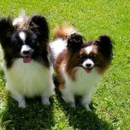 Papillons from Pulamimi