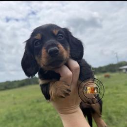 CBM4 - Black and tan male Dachshund puppy in Carthage, Texas from Rafter C Ranch Doxies