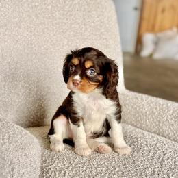 Crumble - Chocolate female Cavalier King Charles Spaniel puppy in Sugarcreek, Ohio from Chocolate Cavalier