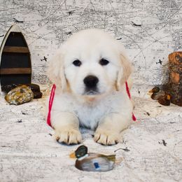 Golden Retriever Puppies from ElkRidge Goldens